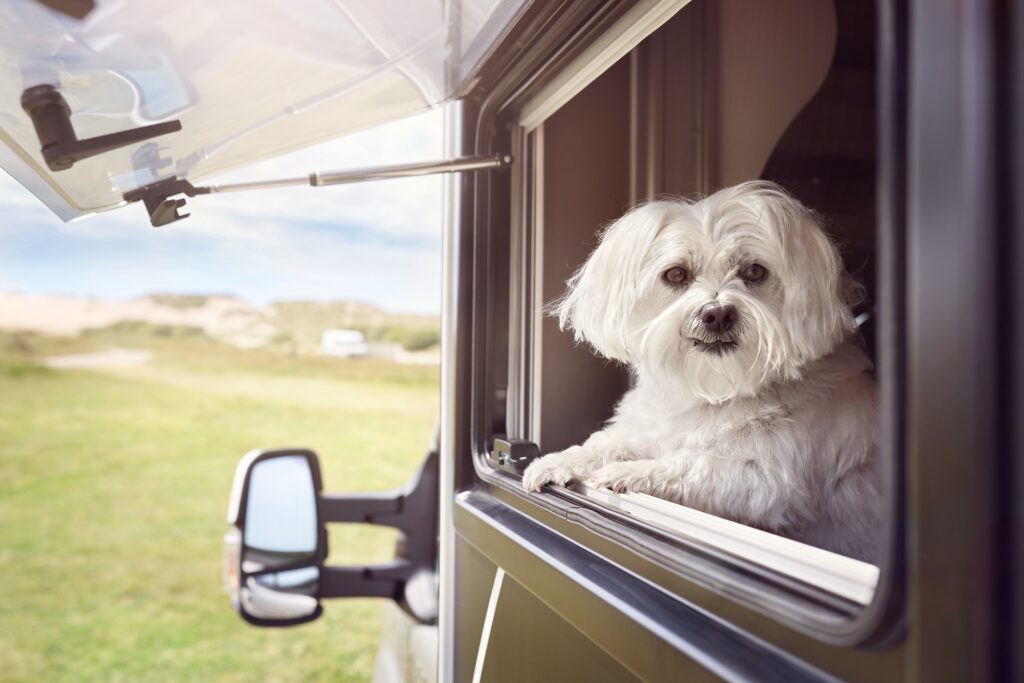 Dog-friendly vans