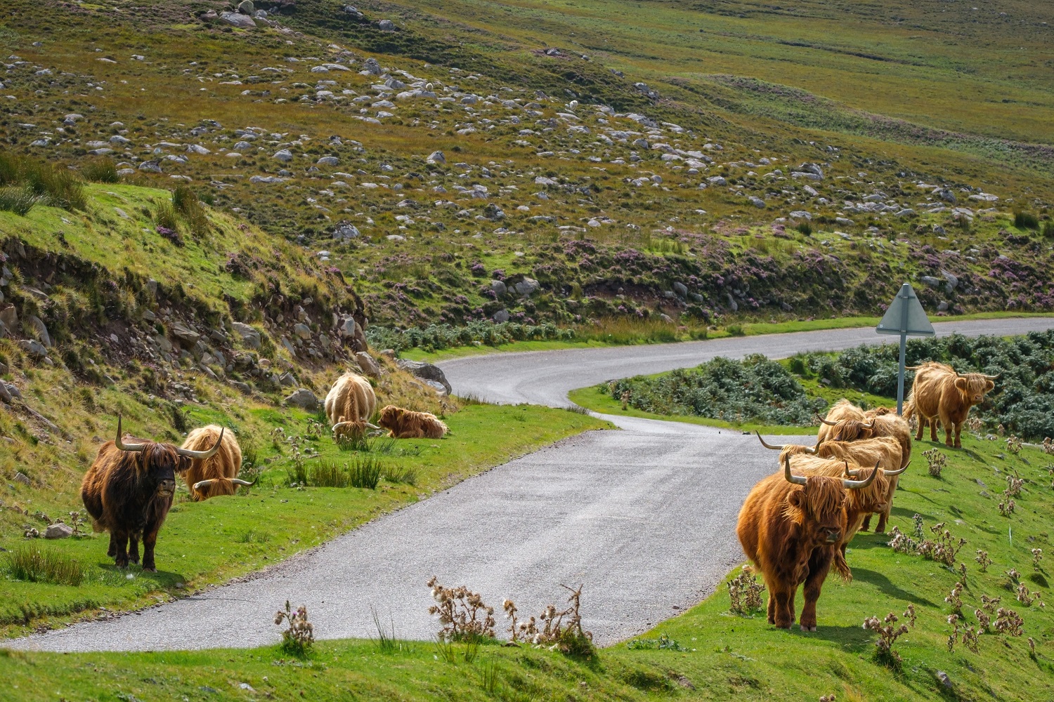 NC500 Wildlife