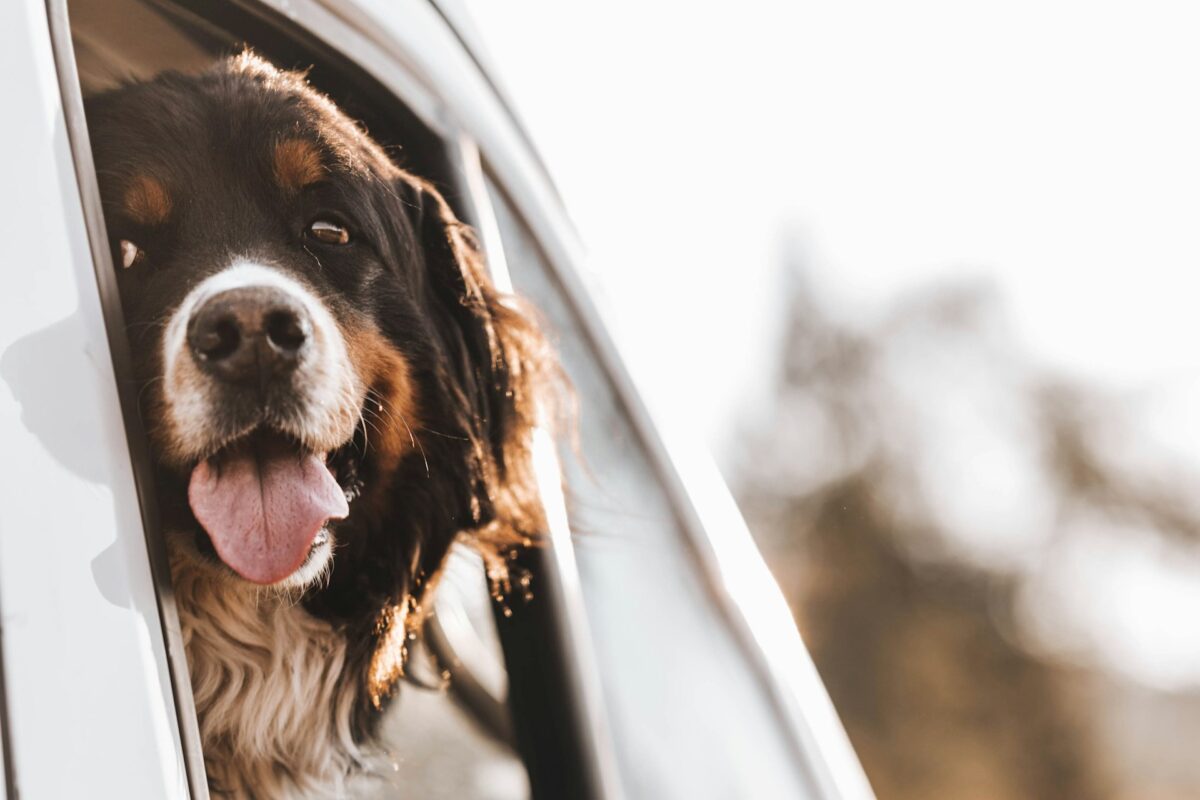 Dog Friendly Campervan Hire in Scotland - Compass Campers